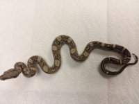 15-8417-15 MALE ANERY AZTEC JUNGLE $1500 (2).jpg