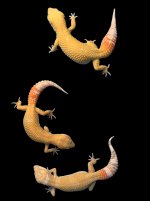 Giant SG Trio.jpg