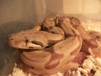 boa 002.jpg