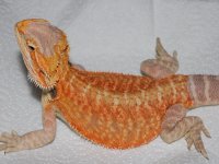 het hypo orange 6.jpg