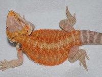 het hypo orange boy 3.jpg