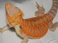 Het hypo orange2.jpg