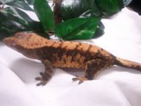 2010-11-27 17.26.23.jpg
