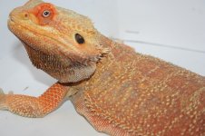 100% double het hypo and trans short snout.jpg