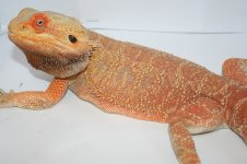 100% double het hypo and trans short snout male.jpg