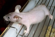 HLMouse1.jpg