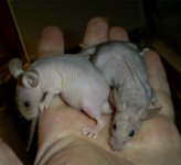 HLMouse2.jpg