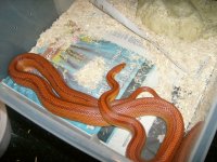 snakes 005.JPG