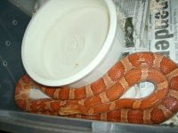 snakes 006.JPG