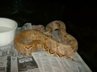female hogs 006.JPG