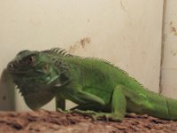 IMG_7443.JPG