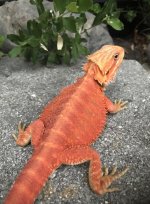 IMG_0931.jpg