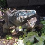 goliath miss blue lewisi.jpg