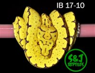 IB 17-10.jpg
