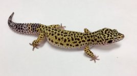 patternless stripe breeding 1.jpg