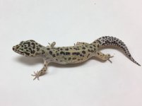patternless stripe breeding 2.jpg