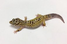 patternless stripe breeding 3.jpg