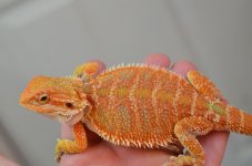 DSC_9633.jpg