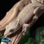sarasinorum-gecko-Fs53T.jpg