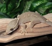sarasinorum-gecko-Fs53b.jpg