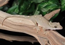 sarasinorum-gecko-Fs53c.jpg