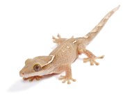 sarasinorum-gecko.jpg