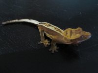 IMG_7528.JPG