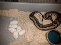 2017-3-24 osmosis x fire yellowbelly cinnie ghost clutch.jpg