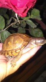 IMG_20170505_194528.jpg