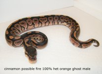 2017 cinnamon poss fire het og male.jpg