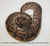 2017 Cinnamon yb het ghost female.jpg