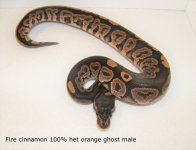 2017 fire cinnamon het og male.jpg