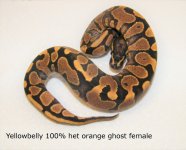 2017 yb het og female.jpg