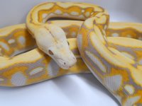 ghost tig hb male.jpg
