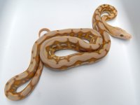 Ghost Tig F2.jpg