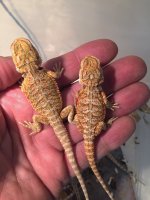 Lot babies.jpg