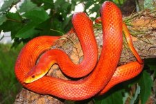 everglades-rat-snake.jpg