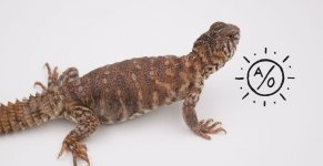 femornata.jpg