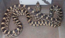 K bull female shed.jpg