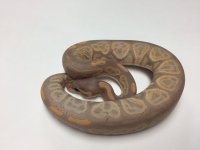 blk pastel banana.jpg