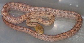 Everglades rat female.jpg