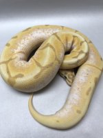 BANANA STINGERBEE.jpg