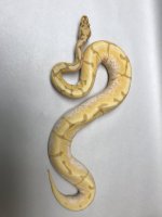 BANANA STINGERBEE 2.jpg