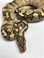 FIRE YELLOWBELLY.jpg