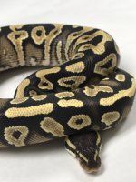 PHANTOM YELLOWBELLY.jpg