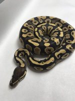 PHANTOM YELLOWBELLY FEMALE.jpg