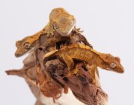 baby-geckos.jpg