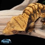 crested-gecko-Fs32T.jpg