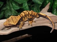 crested-gecko-Fs32b.jpg
