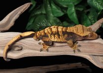 crested-gecko-Fs32c.jpg